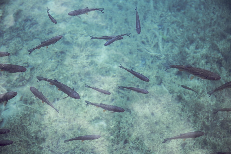 A halak búvó- és ívóhelyre lelnek a szolárpanelek alatt. (Kép: Pixabay)