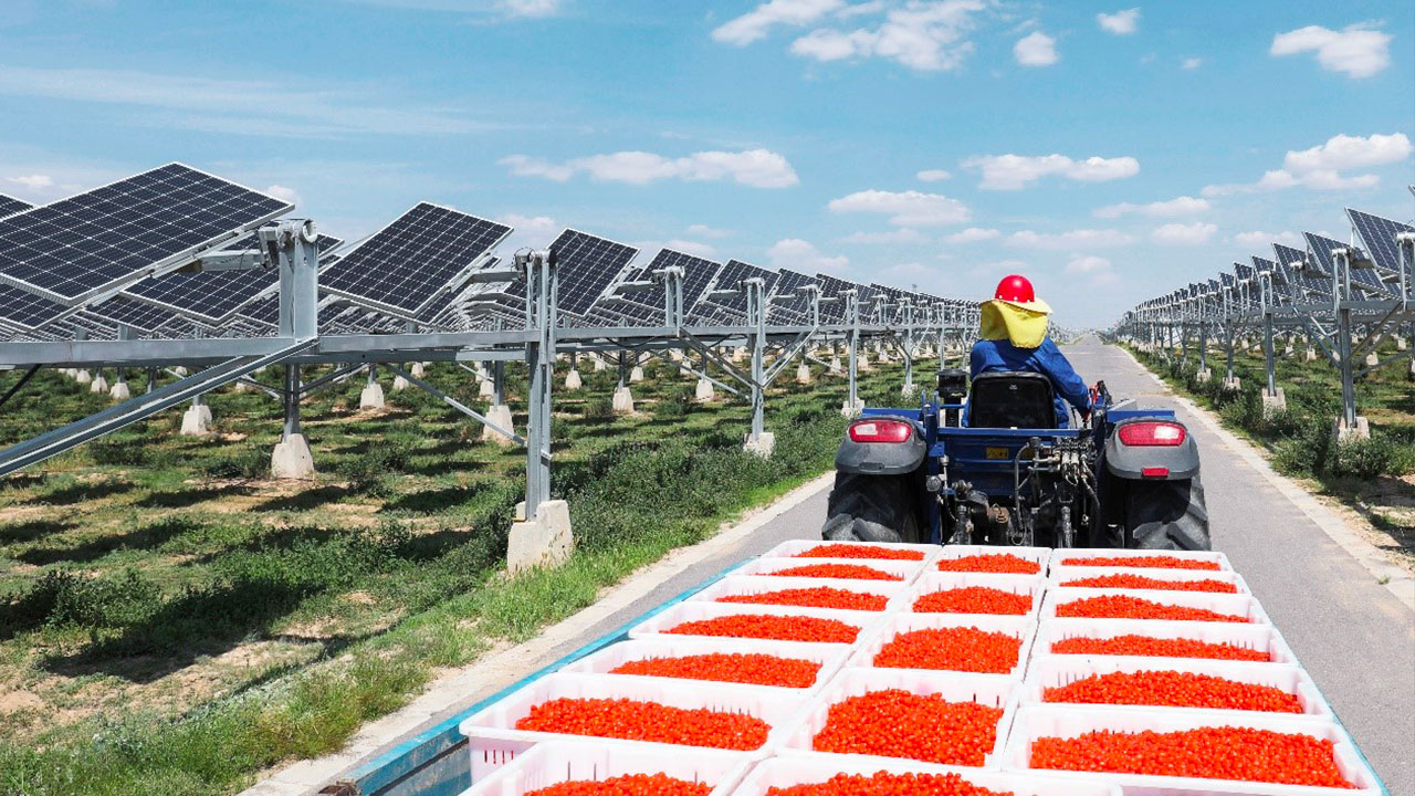Gojibogyó ültetvény létrejöttét segítette elő a naperőmű 