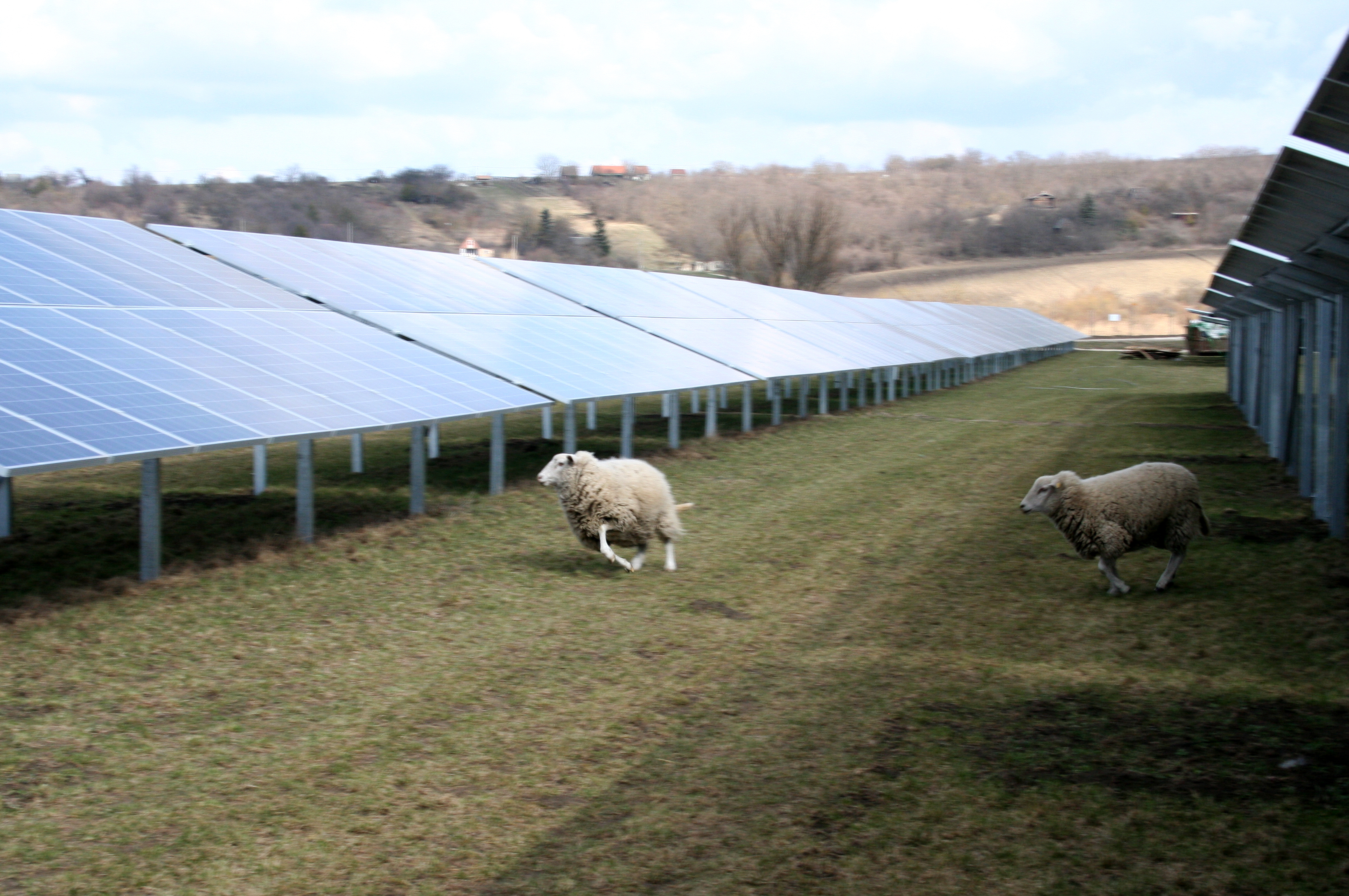 Bicske, 14.5 MWp naperőmű. Bekapcsolás 2021. tavasz