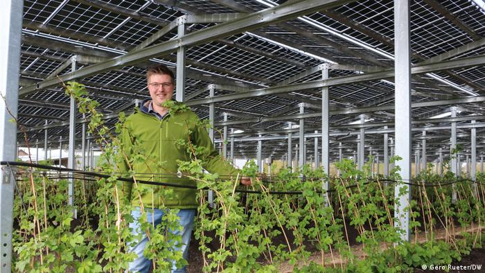 Német farmer napelemtető alatt termelt málnabokrokkal